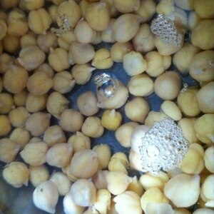 圧力鍋で作るひよこ豆の水煮